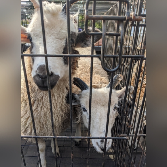 Meet your Posher, Jennifer - Picture 2 of 4